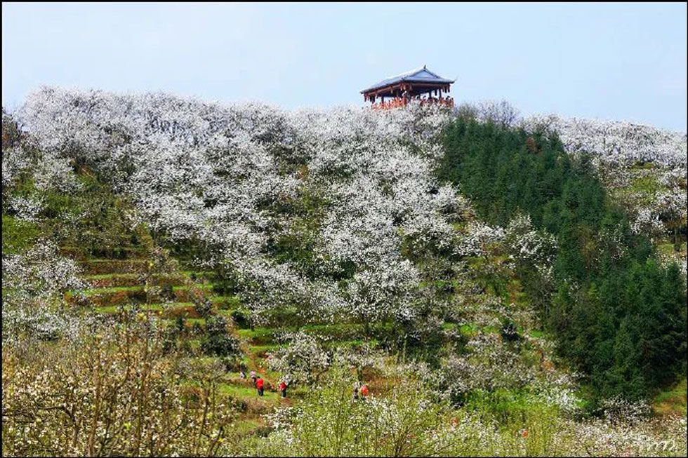 【春天，广西桂林灌阳县向您发出邀请！】我们在灌阳看梨花 - 游山玩水 - 金昌生活社区 - 金昌28生活网 jinchang.28life.net