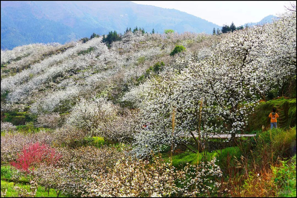 【春天，广西桂林灌阳县向您发出邀请！】我们在灌阳看梨花 - 游山玩水 - 金昌生活社区 - 金昌28生活网 jinchang.28life.net