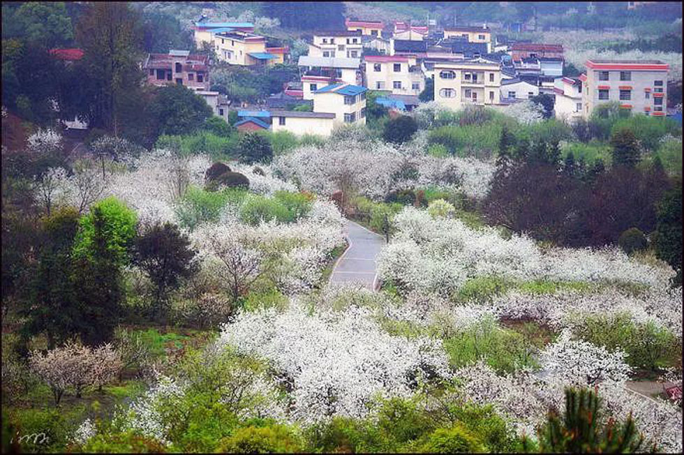 【春天，广西桂林灌阳县向您发出邀请！】我们在灌阳看梨花 - 游山玩水 - 金昌生活社区 - 金昌28生活网 jinchang.28life.net