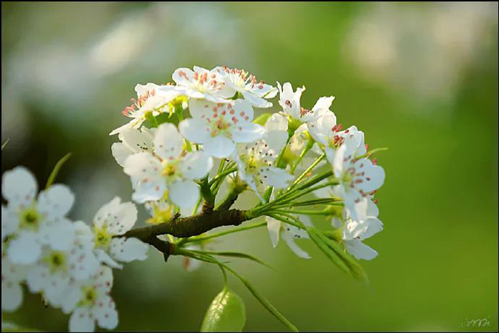 【春天，广西桂林灌阳县向您发出邀请！】我们在灌阳看梨花 - 游山玩水 - 金昌生活社区 - 金昌28生活网 jinchang.28life.net