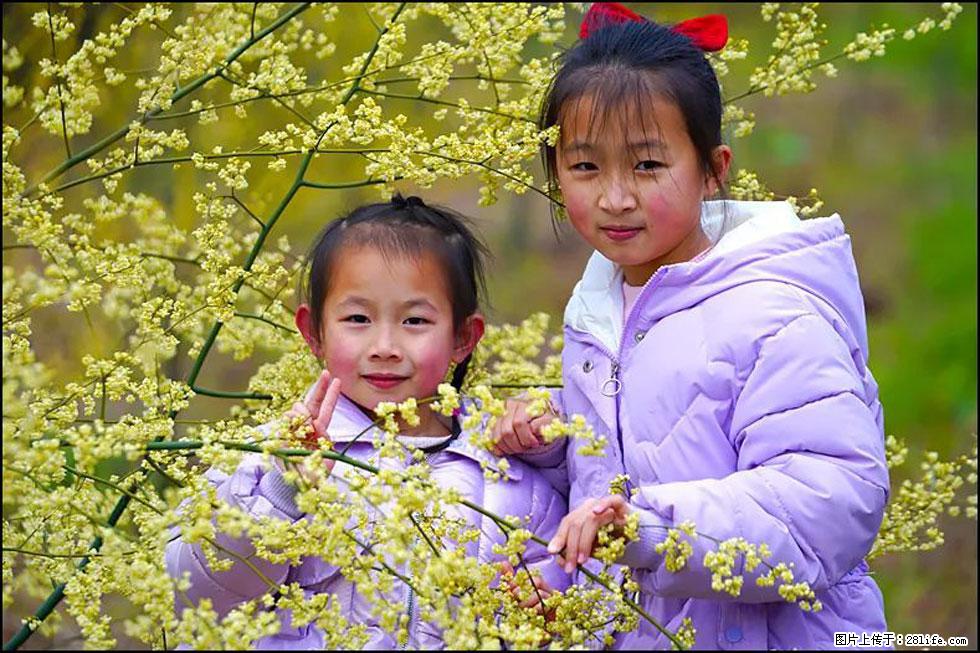 【春天，广西桂林灌阳县向您发出邀请！】米珠山前有片山苍子花在飘香 - 游山玩水 - 金昌生活社区 - 金昌28生活网 jinchang.28life.net