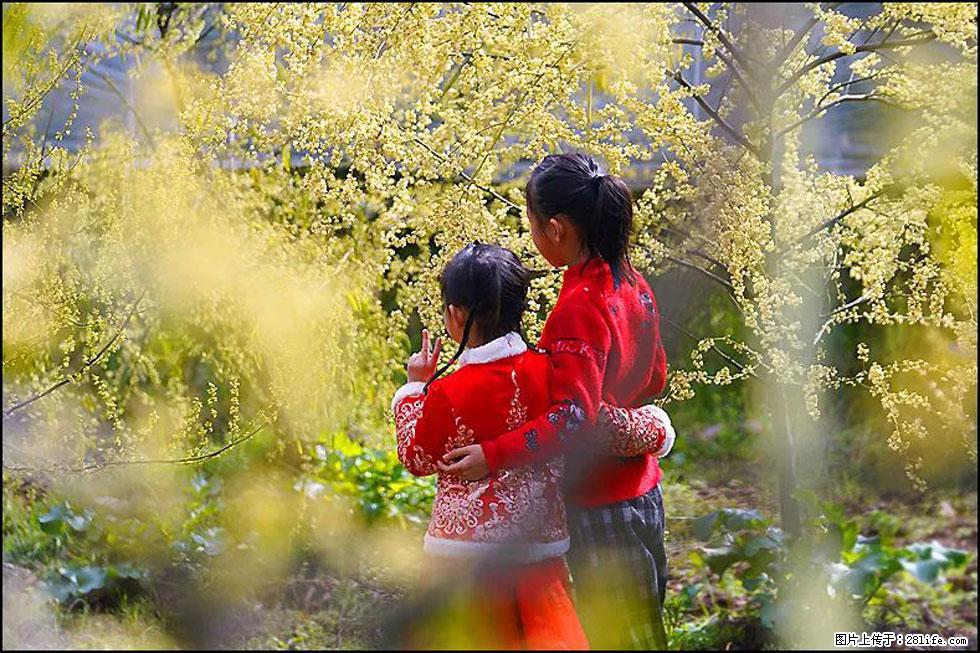 【春天，广西桂林灌阳县向您发出邀请！】米珠山前有片山苍子花在飘香 - 游山玩水 - 金昌生活社区 - 金昌28生活网 jinchang.28life.net