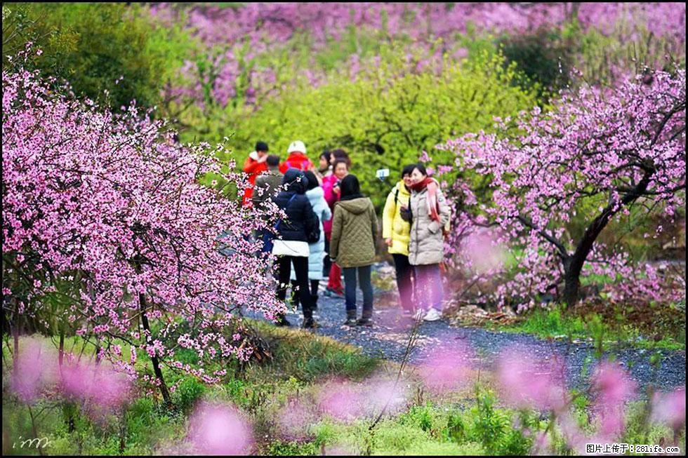 【春天，广西桂林灌阳县向您发出邀请！】官庄村有个醉美的桃花园 - 游山玩水 - 金昌生活社区 - 金昌28生活网 jinchang.28life.net