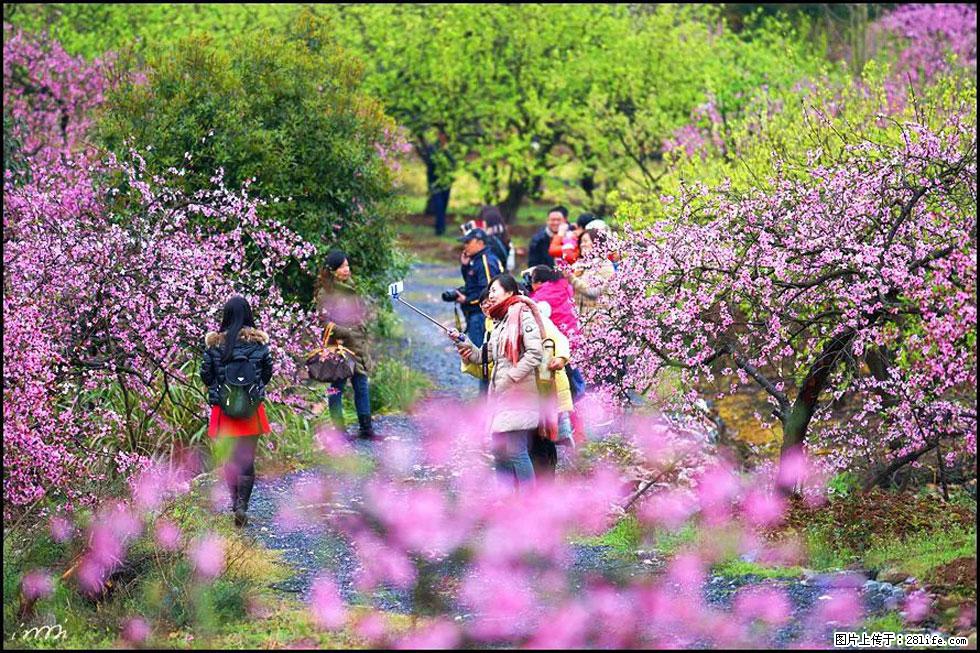 【春天，广西桂林灌阳县向您发出邀请！】官庄村有个醉美的桃花园 - 游山玩水 - 金昌生活社区 - 金昌28生活网 jinchang.28life.net