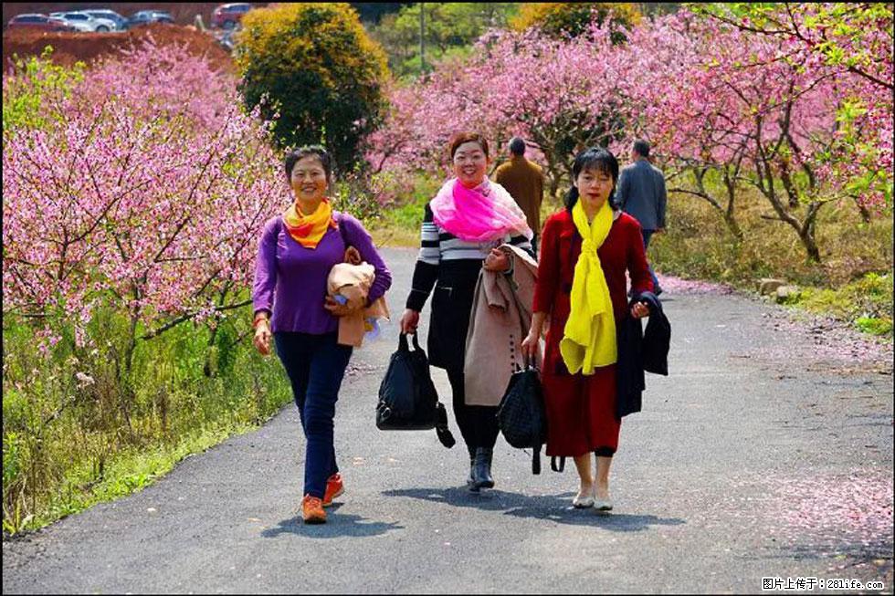【春天，广西桂林灌阳县向您发出邀请！】官庄村有个醉美的桃花园 - 游山玩水 - 金昌生活社区 - 金昌28生活网 jinchang.28life.net