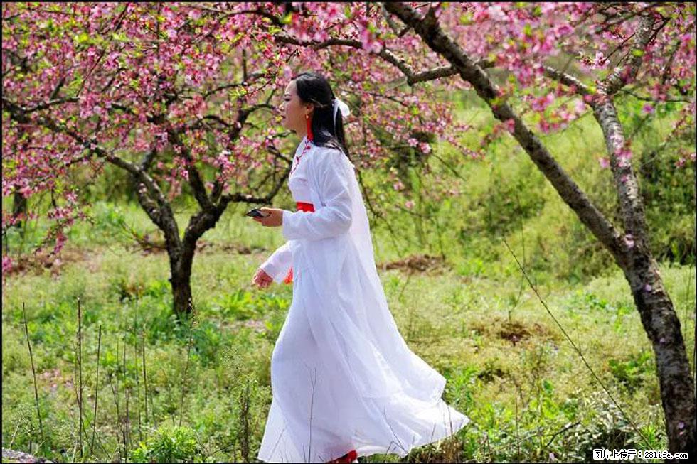 【春天，广西桂林灌阳县向您发出邀请！】官庄村有个醉美的桃花园 - 游山玩水 - 金昌生活社区 - 金昌28生活网 jinchang.28life.net