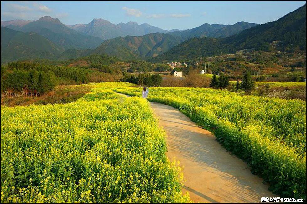 【春天，广西桂林灌阳县向您发出邀请！】长坪村油菜盛情花开 - 游山玩水 - 金昌生活社区 - 金昌28生活网 jinchang.28life.net