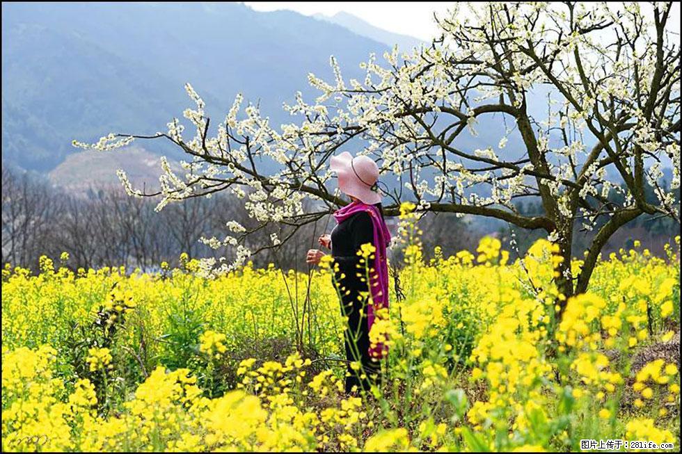 【春天，广西桂林灌阳县向您发出邀请！】长坪村油菜盛情花开 - 游山玩水 - 金昌生活社区 - 金昌28生活网 jinchang.28life.net