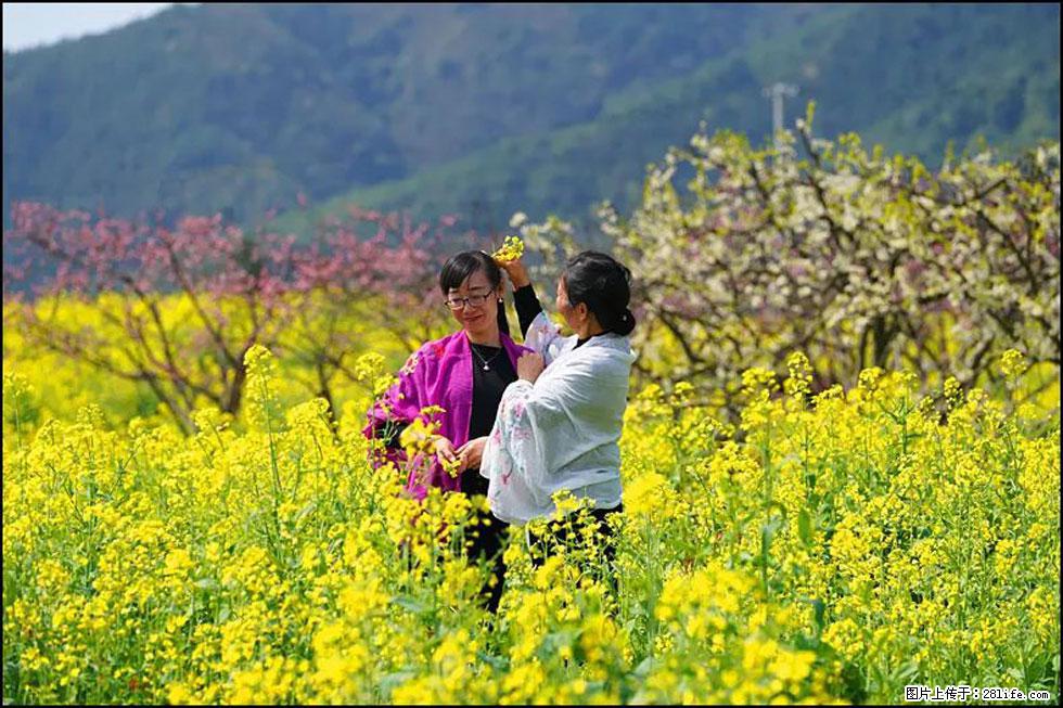 【春天，广西桂林灌阳县向您发出邀请！】长坪村油菜盛情花开 - 游山玩水 - 金昌生活社区 - 金昌28生活网 jinchang.28life.net