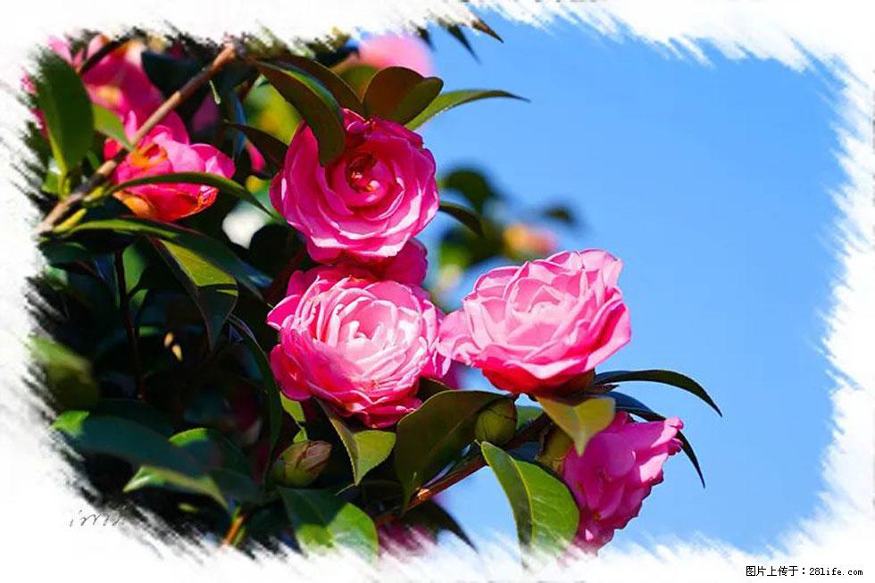 【春天，广西桂林灌阳县向您发出邀请！】杨柳井茶花惹人爱 - 游山玩水 - 金昌生活社区 - 金昌28生活网 jinchang.28life.net