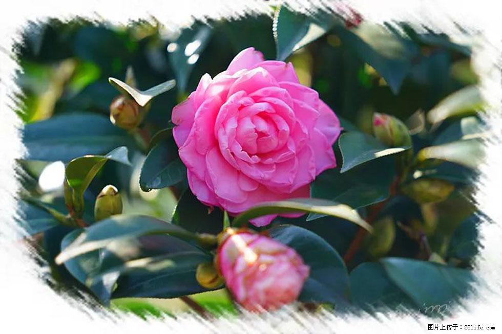 【春天，广西桂林灌阳县向您发出邀请！】杨柳井茶花惹人爱 - 游山玩水 - 金昌生活社区 - 金昌28生活网 jinchang.28life.net