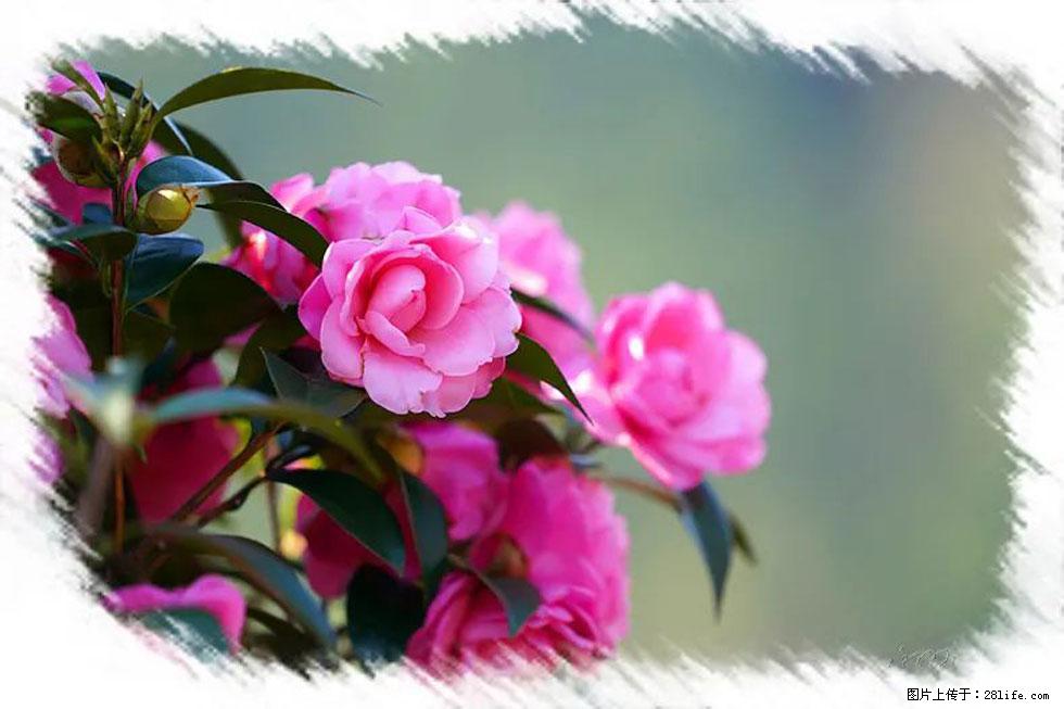 【春天，广西桂林灌阳县向您发出邀请！】杨柳井茶花惹人爱 - 游山玩水 - 金昌生活社区 - 金昌28生活网 jinchang.28life.net