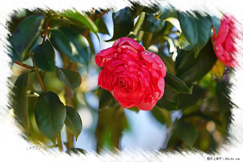 【春天，广西桂林灌阳县向您发出邀请！】杨柳井茶花惹人爱 - 游山玩水 - 金昌生活社区 - 金昌28生活网 jinchang.28life.net