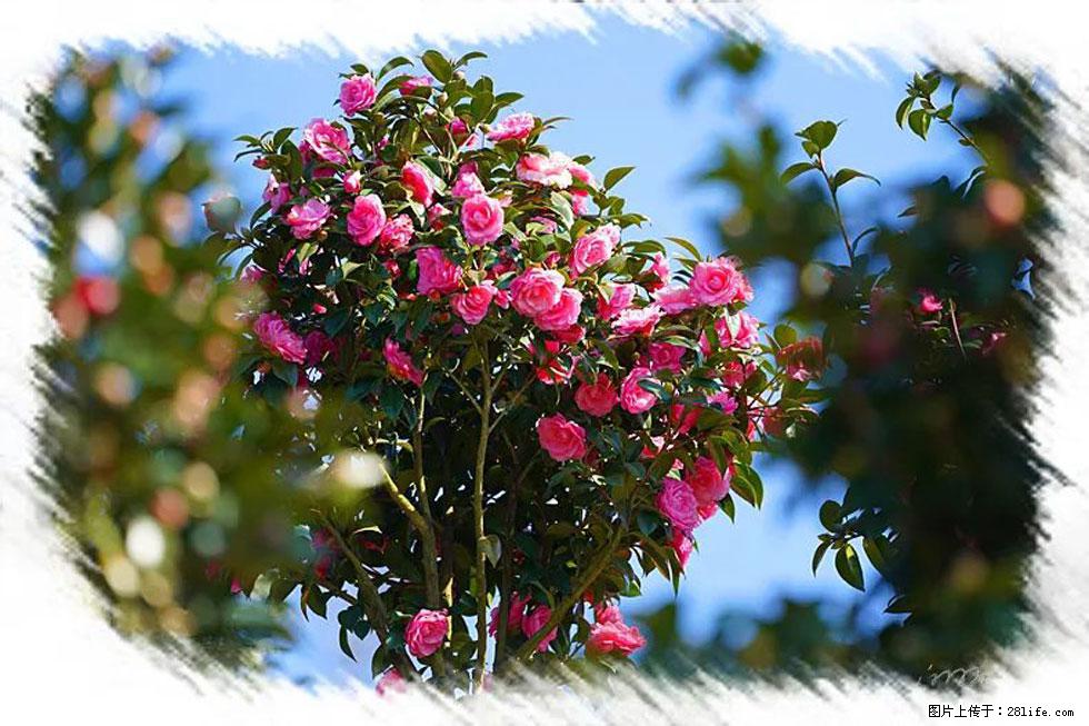 【春天，广西桂林灌阳县向您发出邀请！】杨柳井茶花惹人爱 - 游山玩水 - 金昌生活社区 - 金昌28生活网 jinchang.28life.net