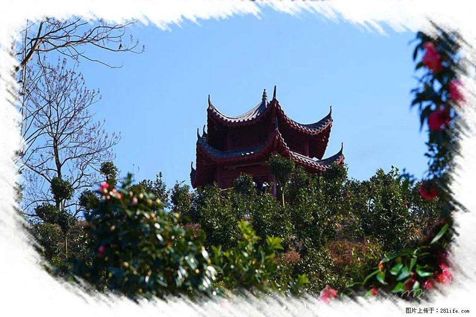 【春天，广西桂林灌阳县向您发出邀请！】杨柳井茶花惹人爱 - 游山玩水 - 金昌生活社区 - 金昌28生活网 jinchang.28life.net