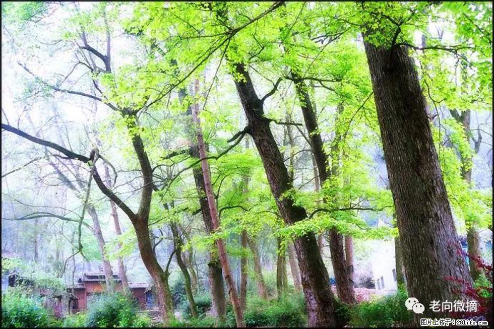 【春天，广西桂林灌阳县向您发出邀请！】在小龙村与春天约会 - 游山玩水 - 金昌生活社区 - 金昌28生活网 jinchang.28life.net