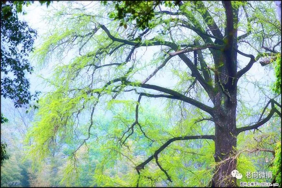 【春天，广西桂林灌阳县向您发出邀请！】在小龙村与春天约会 - 游山玩水 - 金昌生活社区 - 金昌28生活网 jinchang.28life.net