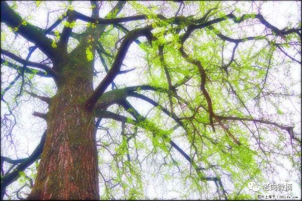 【春天，广西桂林灌阳县向您发出邀请！】在小龙村与春天约会 - 游山玩水 - 金昌生活社区 - 金昌28生活网 jinchang.28life.net