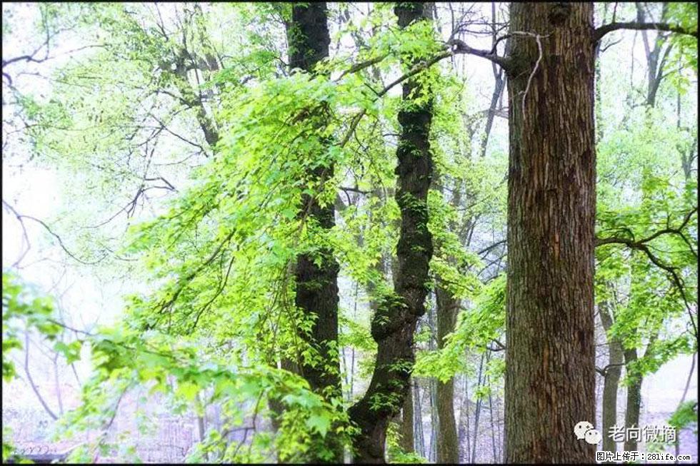 【春天，广西桂林灌阳县向您发出邀请！】在小龙村与春天约会 - 游山玩水 - 金昌生活社区 - 金昌28生活网 jinchang.28life.net