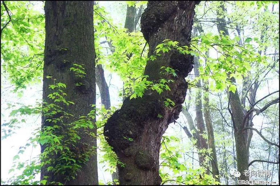 【春天，广西桂林灌阳县向您发出邀请！】在小龙村与春天约会 - 游山玩水 - 金昌生活社区 - 金昌28生活网 jinchang.28life.net