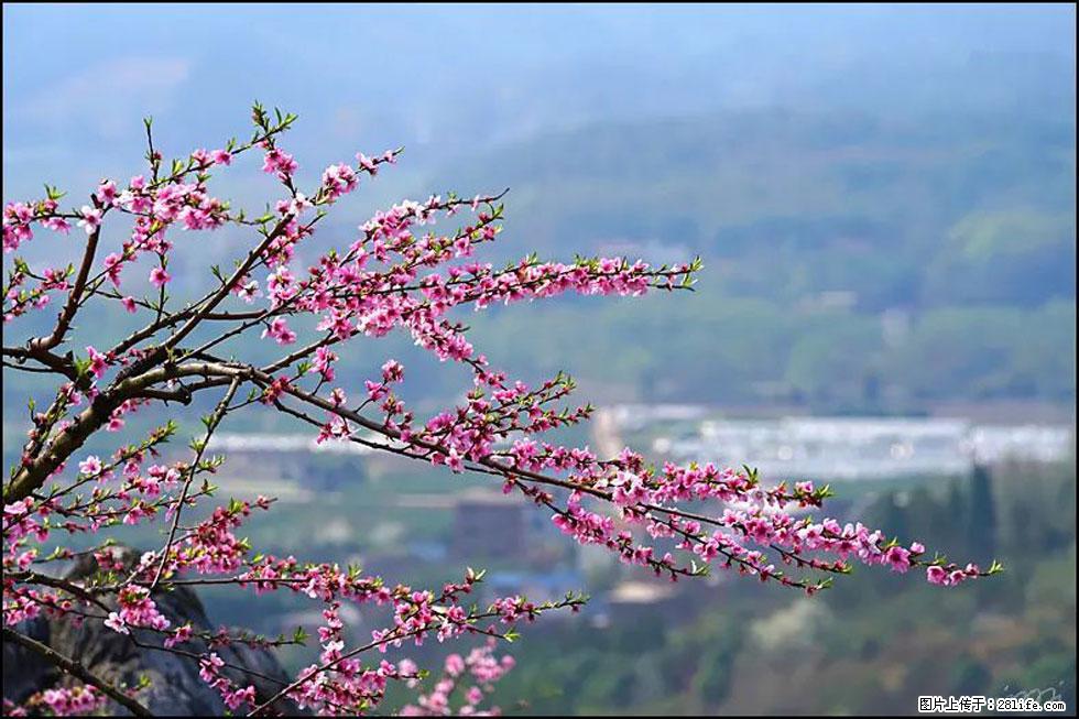 【春天，广西桂林灌阳县向您发出邀请！】望月岭上桃花开 - 游山玩水 - 金昌生活社区 - 金昌28生活网 jinchang.28life.net