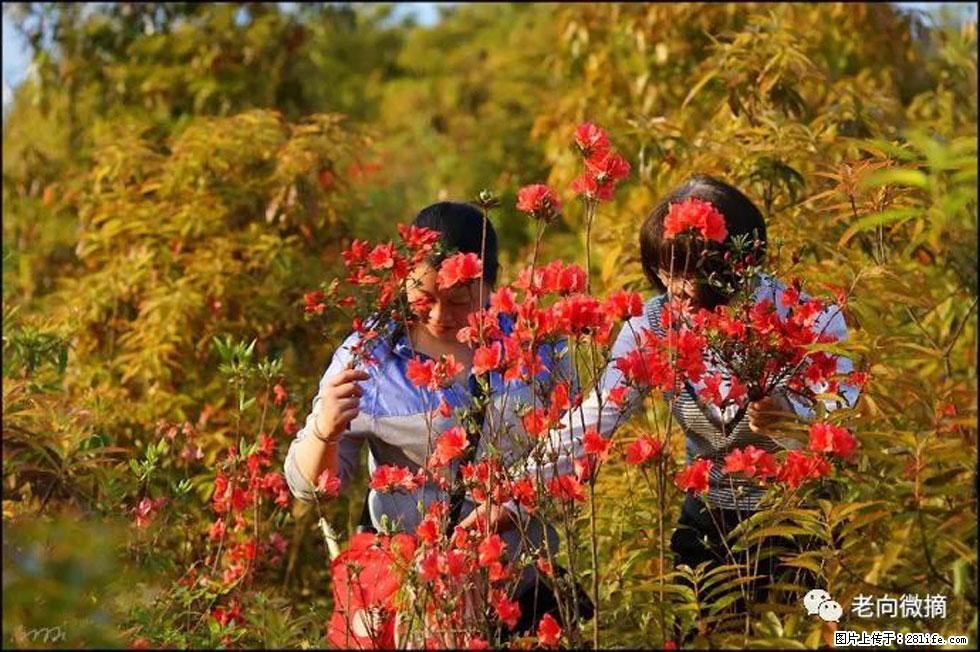 【春天，广西桂林灌阳县向您发出邀请！】登麒麟山，相约映山红 - 游山玩水 - 金昌生活社区 - 金昌28生活网 jinchang.28life.net