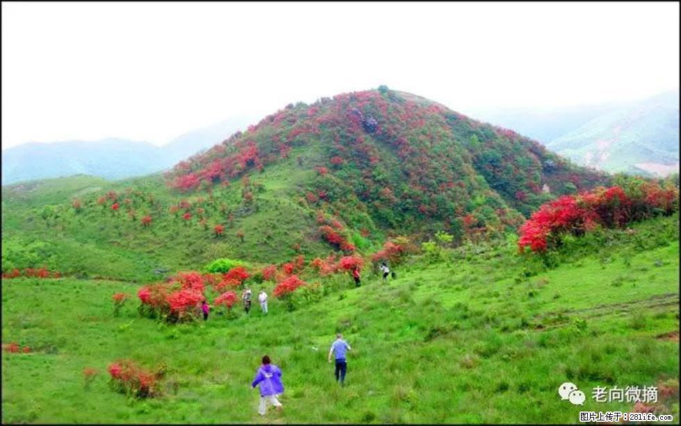 【春天，广西桂林灌阳县向您发出邀请！】宝盖山上映山红 - 游山玩水 - 金昌生活社区 - 金昌28生活网 jinchang.28life.net