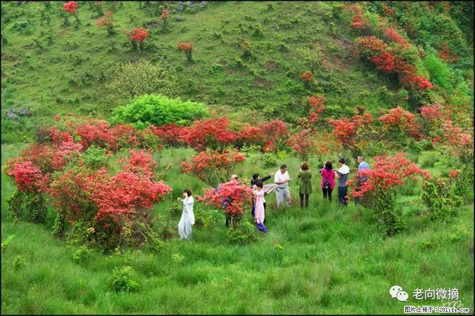 【春天，广西桂林灌阳县向您发出邀请！】宝盖山上映山红 - 游山玩水 - 金昌生活社区 - 金昌28生活网 jinchang.28life.net