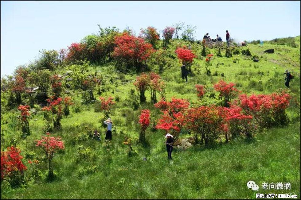 【春天，广西桂林灌阳县向您发出邀请！】宝盖山上映山红 - 游山玩水 - 金昌生活社区 - 金昌28生活网 jinchang.28life.net
