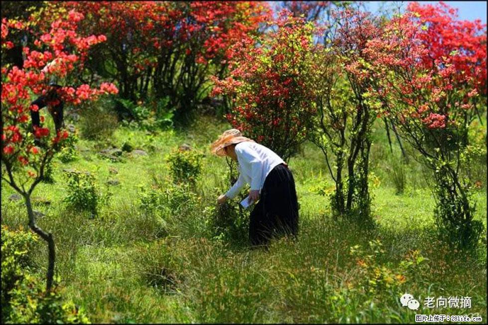 【春天，广西桂林灌阳县向您发出邀请！】宝盖山上映山红 - 游山玩水 - 金昌生活社区 - 金昌28生活网 jinchang.28life.net