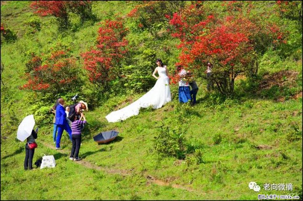 【春天，广西桂林灌阳县向您发出邀请！】宝盖山上映山红 - 游山玩水 - 金昌生活社区 - 金昌28生活网 jinchang.28life.net