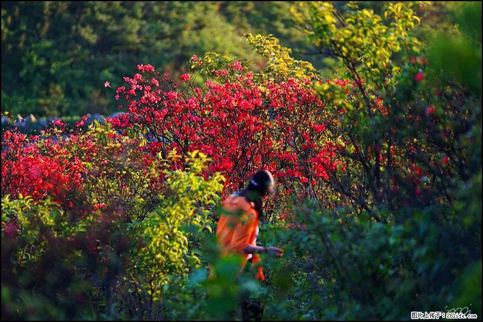 【春天，广西桂林灌阳县向您发出邀请！】春木界上映山红 - 游山玩水 - 金昌生活社区 - 金昌28生活网 jinchang.28life.net