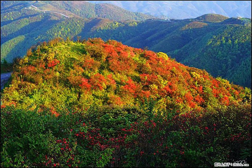 【春天，广西桂林灌阳县向您发出邀请！】春木界上映山红 - 游山玩水 - 金昌生活社区 - 金昌28生活网 jinchang.28life.net