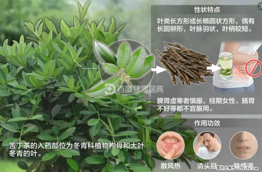 苦丁茶有哪些功效和作用 - 生活百科 - 金昌生活社区 - 金昌28生活网 jinchang.28life.net