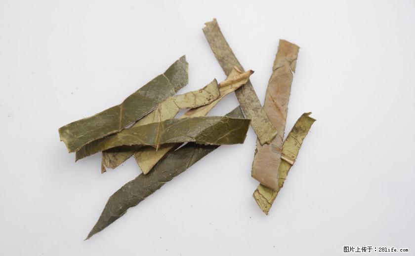 苦丁茶有哪些功效和作用 - 生活百科 - 金昌生活社区 - 金昌28生活网 jinchang.28life.net