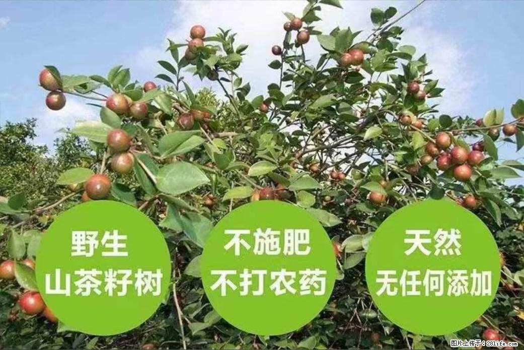 【灌阳县油茶产业示范区】一个有着充实的精神生活的人，对待身外之物自会有一种淡泊的态度 - 美食天地 - 金昌生活社区 - 金昌28生活网 jinchang.28life.net