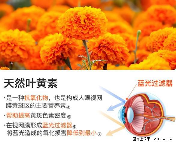 叶黄素有什么功效和作用 - 生活百科 - 金昌生活社区 - 金昌28生活网 jinchang.28life.net