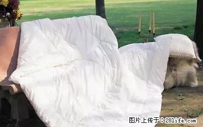被子有异味？只要这样做，比晒太阳还强100倍！ - 家居生活 - 金昌生活社区 - 金昌28生活网 jinchang.28life.net