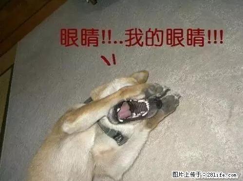 笑癫了！一女的怀孕三年未生，他终于忍不住了... - 娱乐八卦 - 金昌生活社区 - 金昌28生活网 jinchang.28life.net