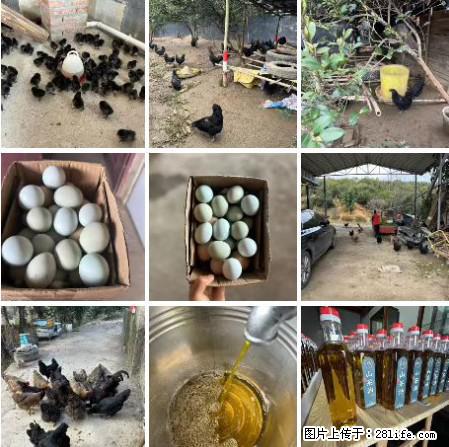 油茶园从小鸡仔开始养起的纯土鸡、土鸡蛋可以预定啦！还有前几天刚榨的纯山茶油哦 - 美食天地 - 金昌生活社区 - 金昌28生活网 jinchang.28life.net