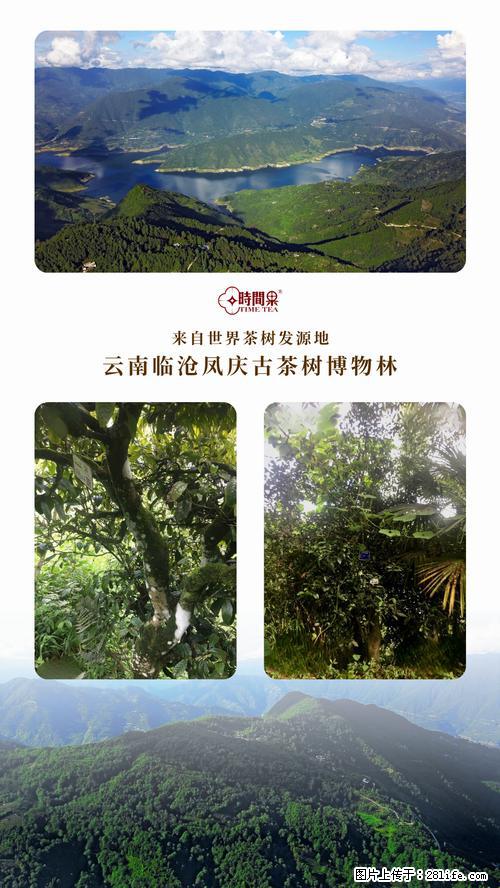 时间果百年古树2025年春红茶 - 购物交流 - 金昌生活社区 - 金昌28生活网 jinchang.28life.net