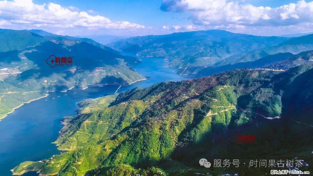 时间果百年古树龙珠普洱生茶 - 购物交流 - 金昌生活社区 - 金昌28生活网 jinchang.28life.net