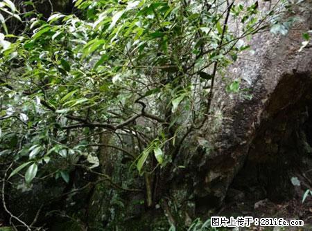 平乐石崖茶，珍贵仅次于金花茶 - 金昌生活资讯 - 金昌28生活网 jinchang.28life.net