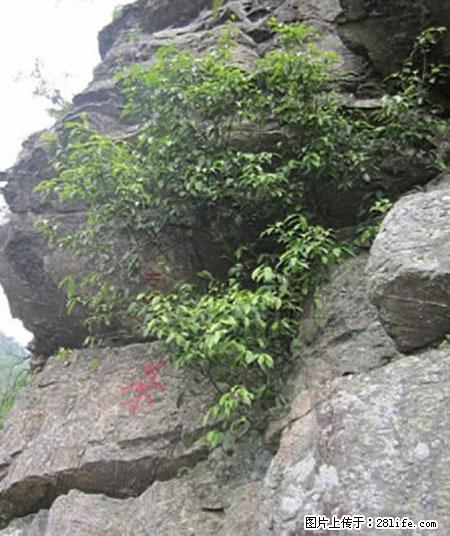 平乐石崖茶，珍贵仅次于金花茶 - 金昌生活资讯 - 金昌28生活网 jinchang.28life.net