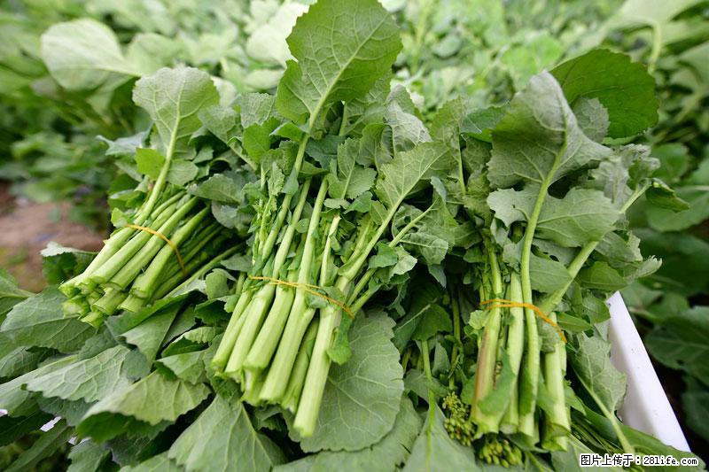 这些蔬菜是“天然钙片”，这6种被医生重点推荐 - 金昌生活资讯 - 金昌28生活网 jinchang.28life.net